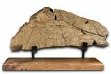Dinosaur (Triceratops) Frill Shield Section w/ Stand - Wyoming #379885-1
